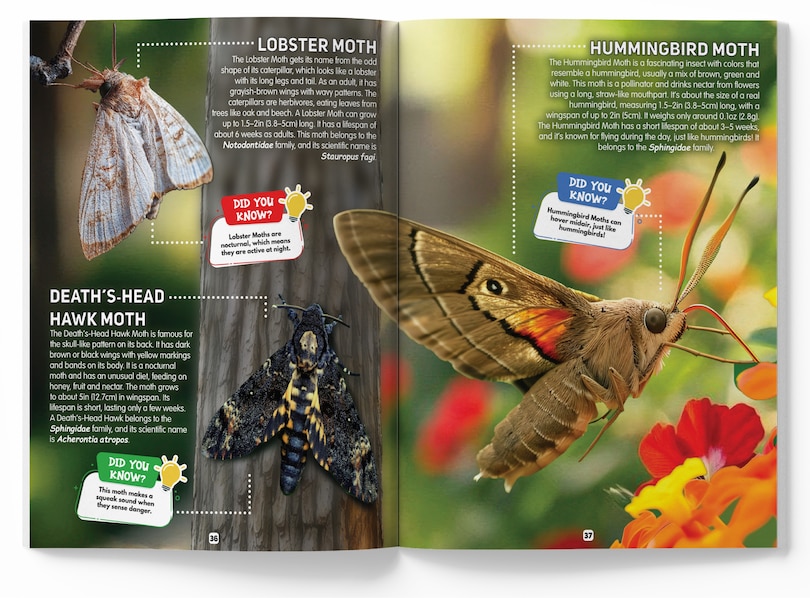 Aper&ccedil;u du contenu_Explore Fantastic World of Insects And Bugs Picture Encyclopedia