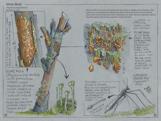 Sample content 2_Exploring Vancouver Naturehoods