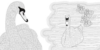 Sample content_Exquisite Birds Coloring Book