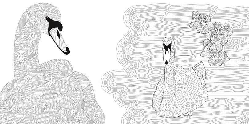 Sample content_Exquisite Birds Coloring Book