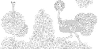 Sample content 3_Exquisite Birds Coloring Book