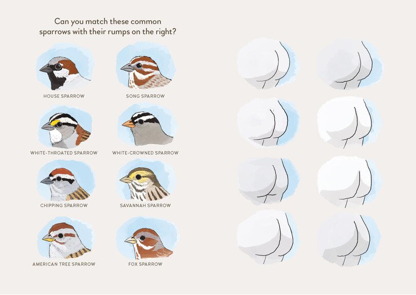 Aperçu du contenu 3_Extremely Accurate Birds