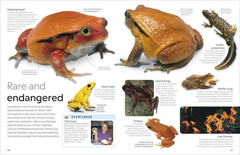 Aper&ccedil;u du contenu_Eyewitness Amphibian