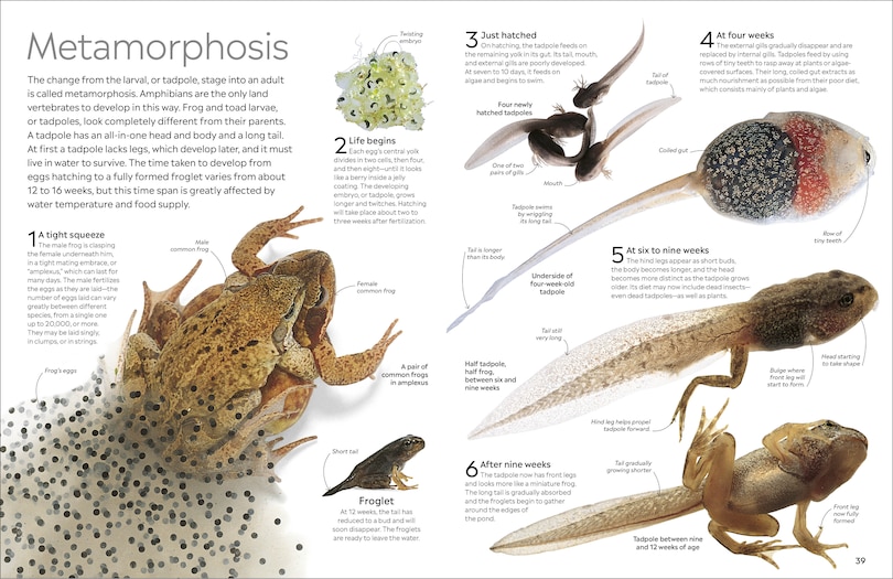 Aper&ccedil;u du contenu 3_Eyewitness Amphibian