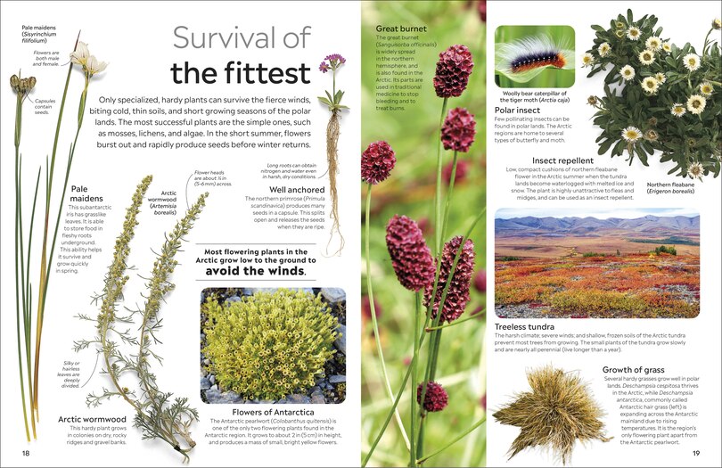 Sample content 3_Eyewitness Arctic and Antarctic