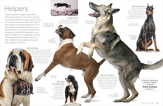 Aper&ccedil;u du contenu 3_Eyewitness Dog