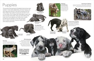 Aper&ccedil;u du contenu 5_Eyewitness Dog