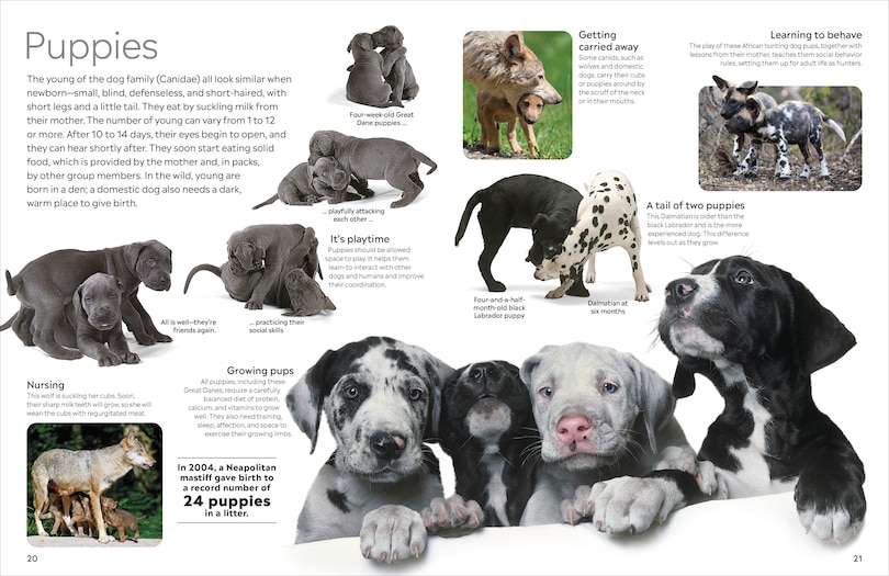 Aper&ccedil;u du contenu 5_Eyewitness Dog