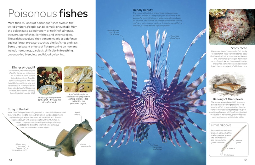 Sample content_Eyewitness Fish