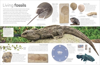 Sample content_Eyewitness Fossil