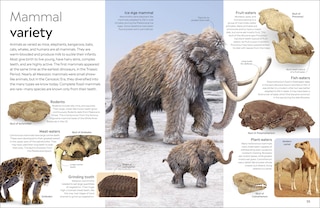 Sample content 2_Eyewitness Fossil