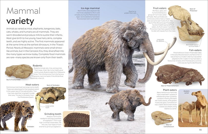 Sample content 2_Eyewitness Fossil