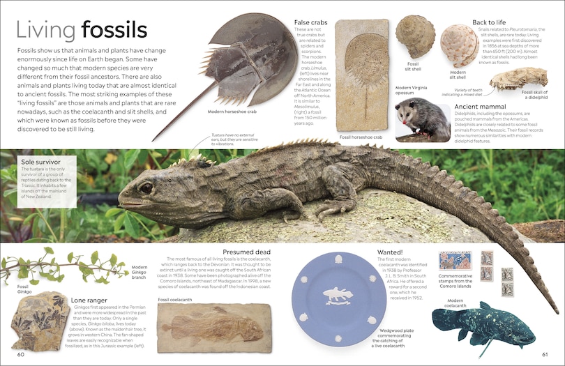 Sample content_Eyewitness Fossil