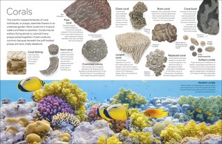 Sample content 4_Eyewitness Fossil