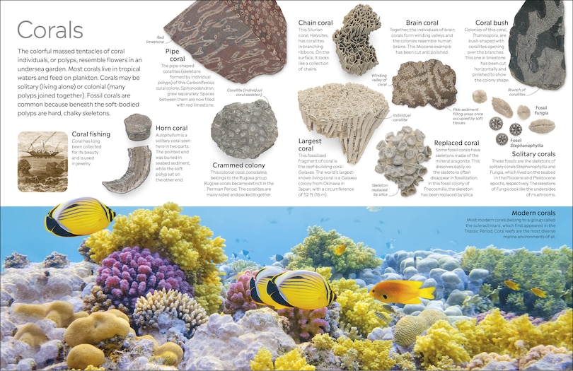 Sample content 4_Eyewitness Fossil