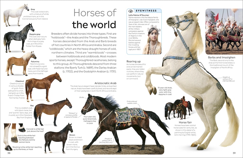 Aper&ccedil;u du contenu 2_Eyewitness Horse
