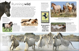 Aper&ccedil;u du contenu 3_Eyewitness Horse