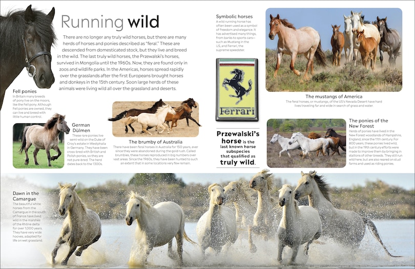 Aper&ccedil;u du contenu 3_Eyewitness Horse