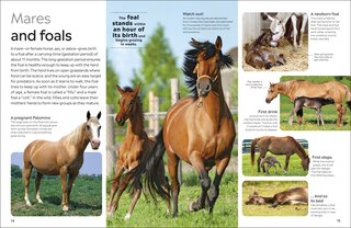 Aper&ccedil;u du contenu 5_Eyewitness Horse