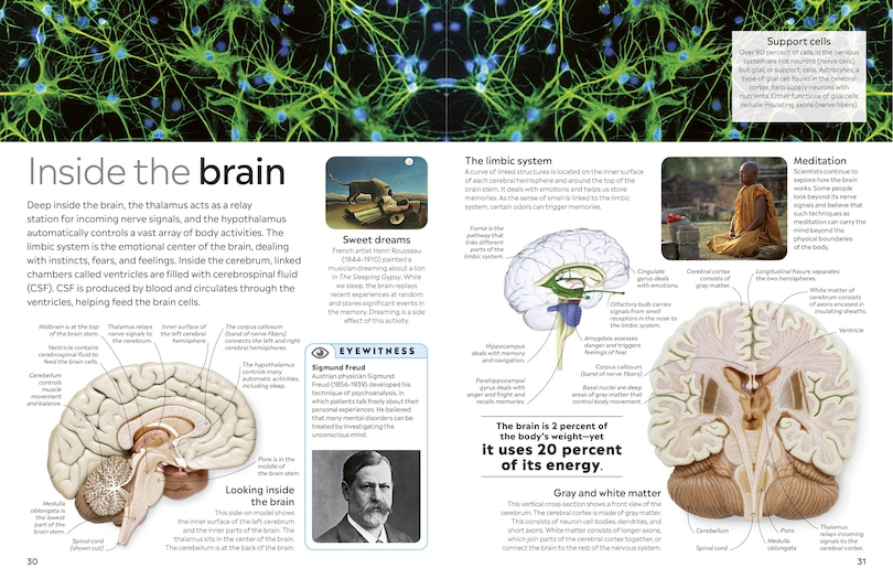 Aper&ccedil;u du contenu 3_Eyewitness Human Body