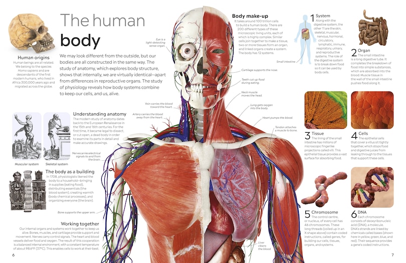 Aper&ccedil;u du contenu 5_Eyewitness Human Body