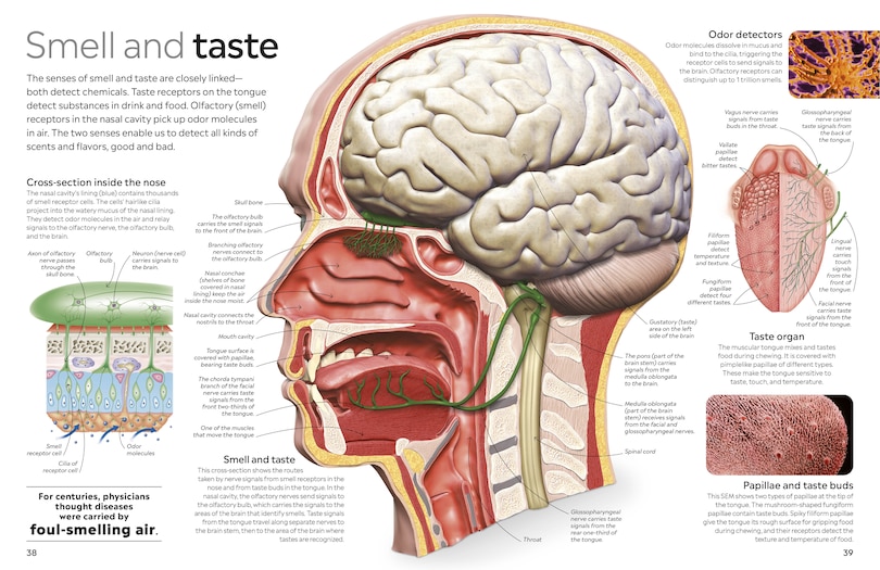 Aper&ccedil;u du contenu 2_Eyewitness Human Body