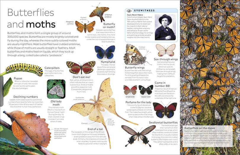 Sample content 3_Eyewitness Insect