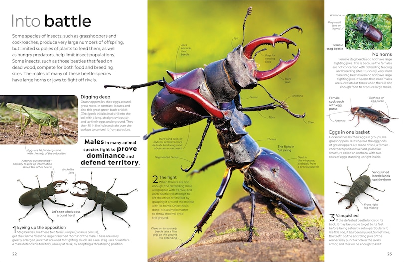 Sample content 4_Eyewitness Insect