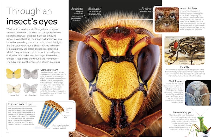 Sample content 5_Eyewitness Insect