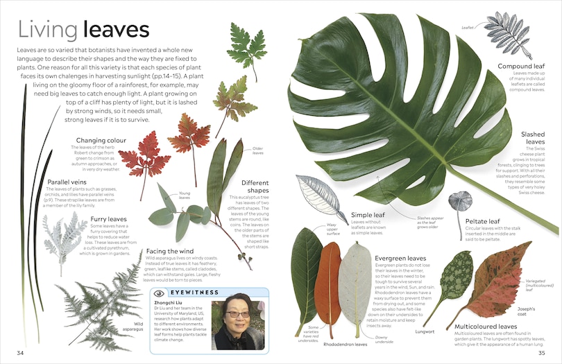 Sample content 3_Eyewitness Plant