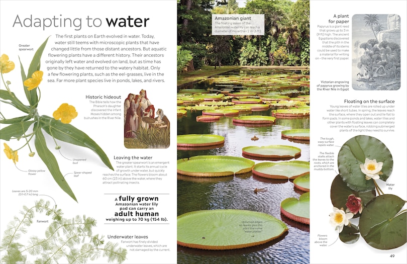 Sample content 4_Eyewitness Plant