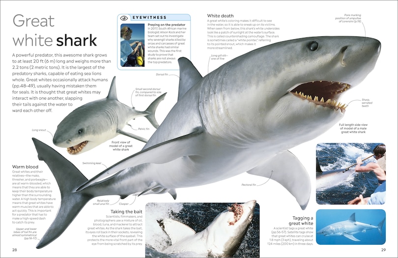 Sample content_Eyewitness Shark