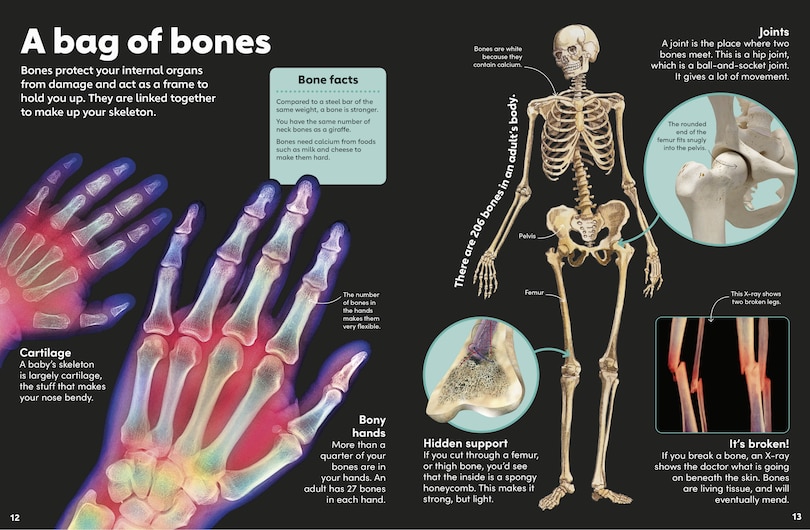 Sample content_Eyewonder Human Body