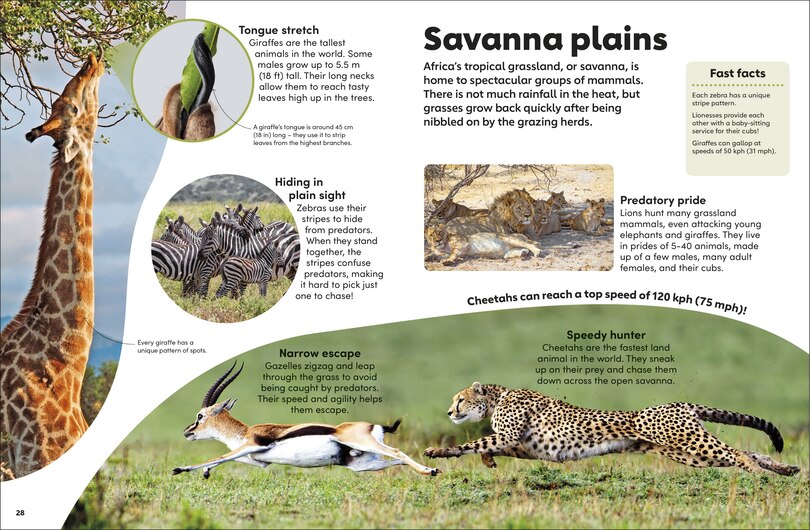 Sample content_Eyewonder Mammals