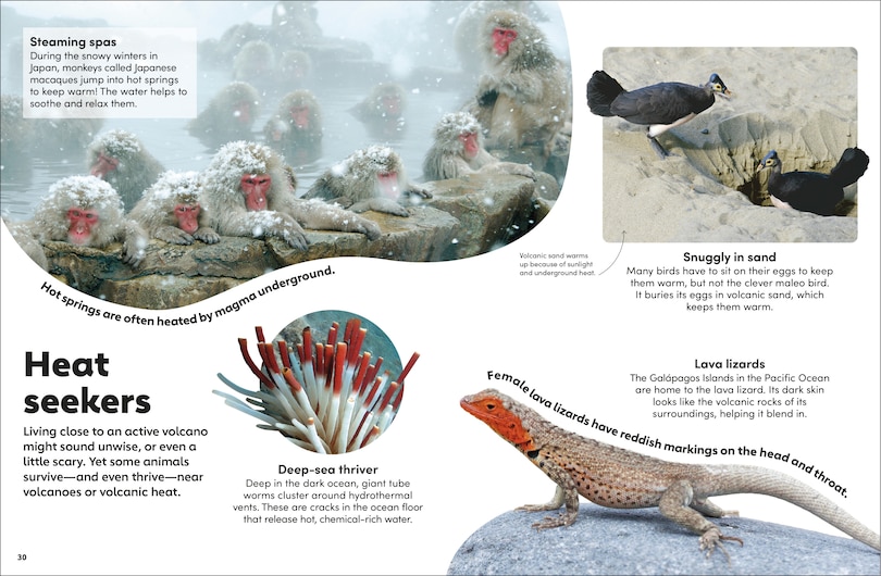 Aper&ccedil;u du contenu 5_Eyewonder Volcanoes