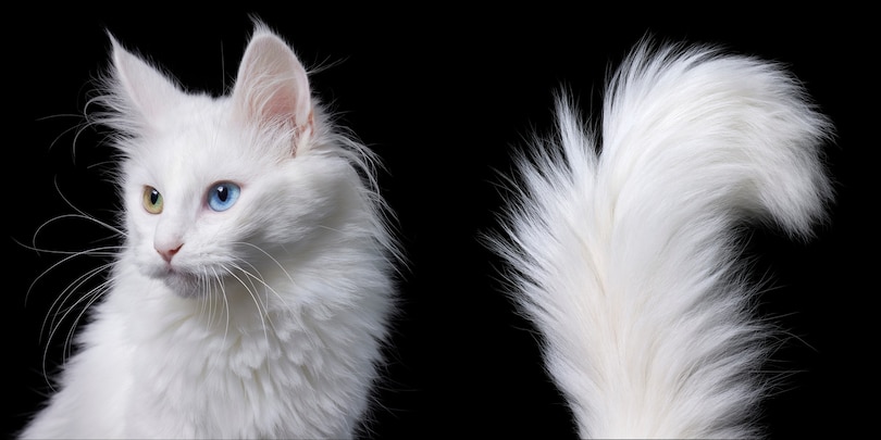 Sample content_Feline