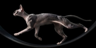 Sample content 2_Feline