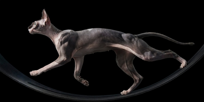 Sample content 2_Feline