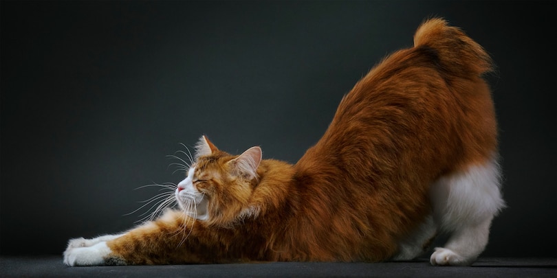 Sample content 4_Feline