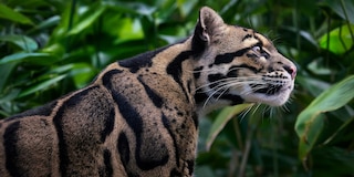 Sample content 5_Feline