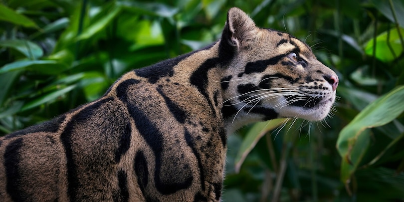 Sample content 5_Feline