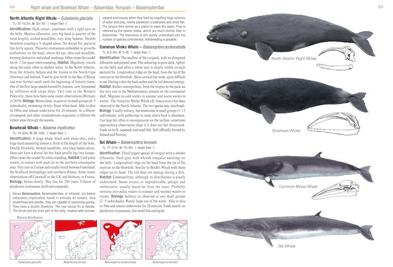 Sample content_Field Guide to Mammals of Europe, North Africa and the Middle East