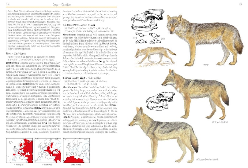 Sample content 4_Field Guide to Mammals of Europe, North Africa and the Middle East