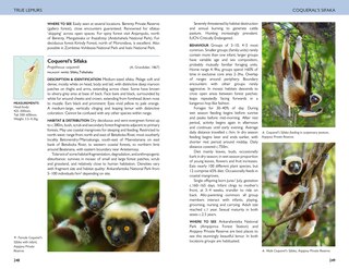Sample content_Field Guide to Mammals of Madagascar
