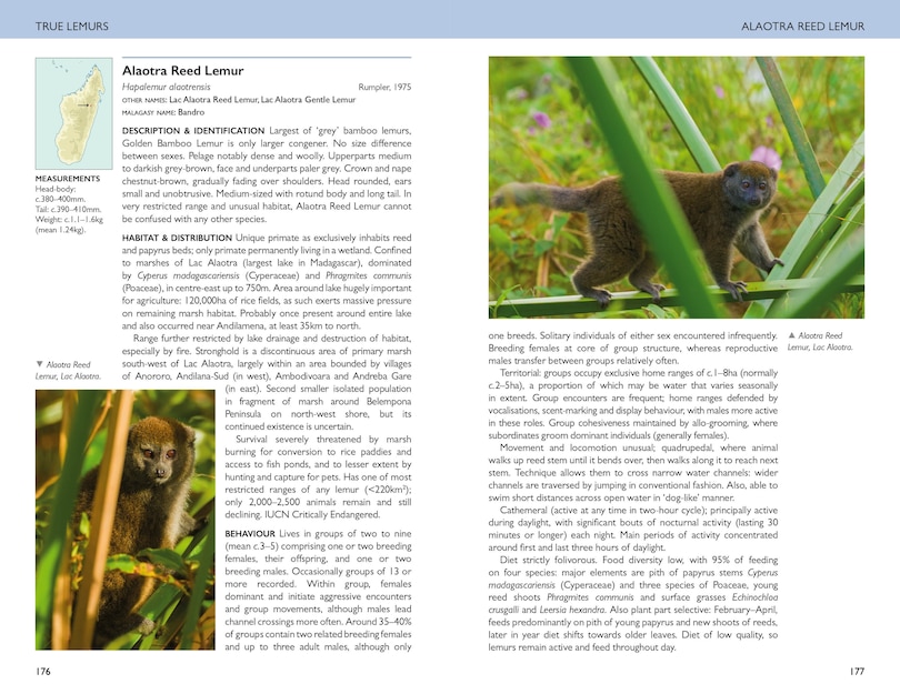 Sample content 2_Field Guide to Mammals of Madagascar