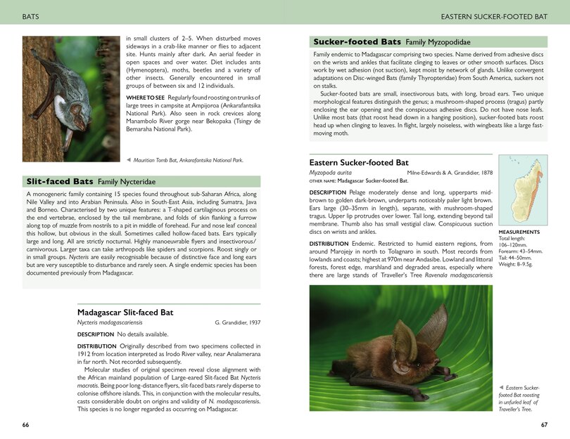 Sample content 3_Field Guide to Mammals of Madagascar