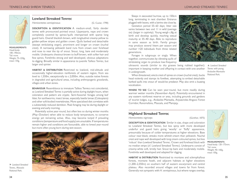 Sample content 4_Field Guide to Mammals of Madagascar