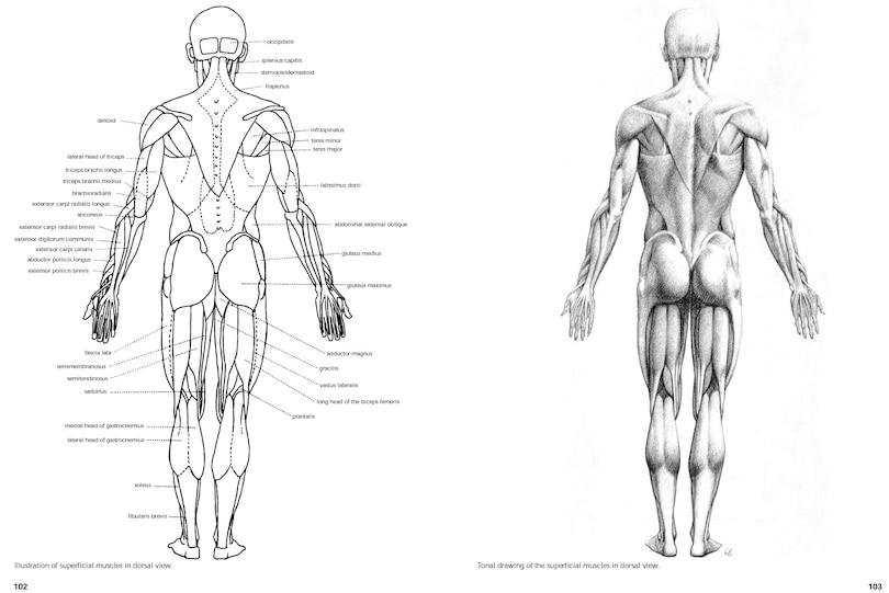 Sample content 3_Figure Drawing: A Complete Guide