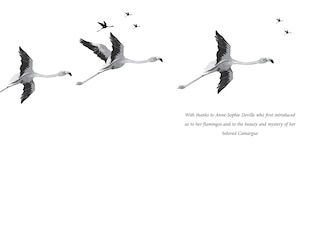 Sample content_Flamingo Boy