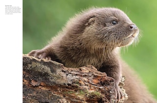 Sample content_Forest Animals